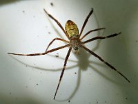 Argiope radon juvenile DSC09860 edit